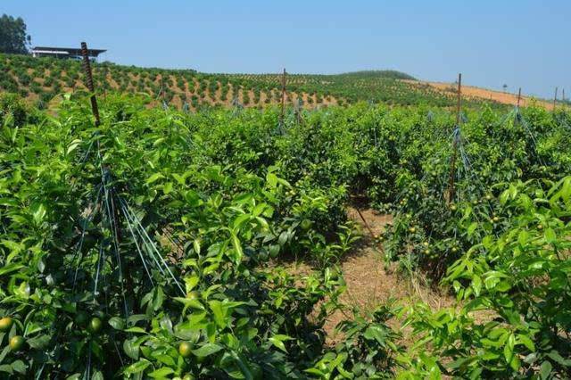 链霉素防治沃柑溃疡病,沃柑溃疡病的防治技巧