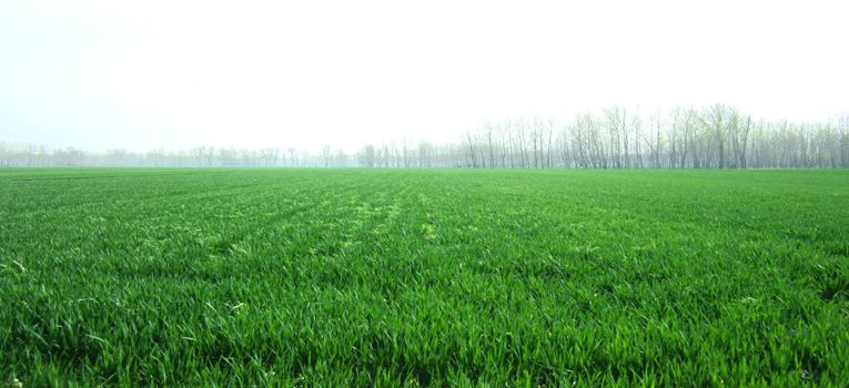 解密脂肪的生长过程,脂肪是如何生长形成的