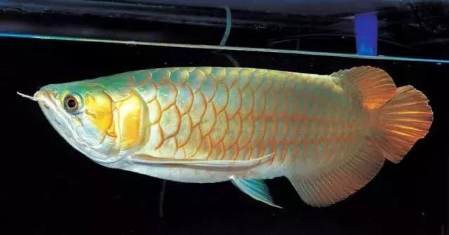 榫欓奔鑳￠』鎹熶激鎬庝箞澶勭悊,榫欓奔鎬庝箞闃叉鑳￠』鎹熶激