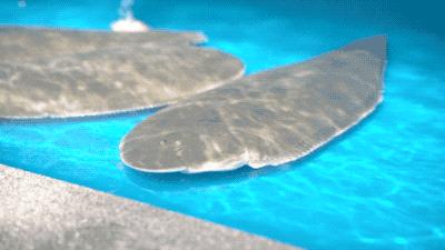 逛水族馆满脑子都是海鲜,水族馆里的海鲜