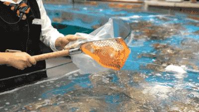 逛水族馆满脑子都是海鲜,水族馆里的海鲜