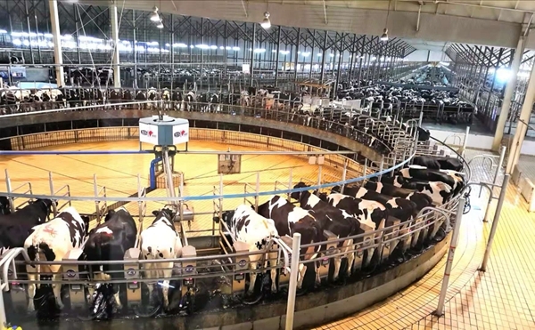 内地人去香港买奶粉，香港人却在买内地奶粉