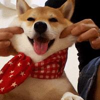 柴犬登登价格,北登柴犬还有卖吗