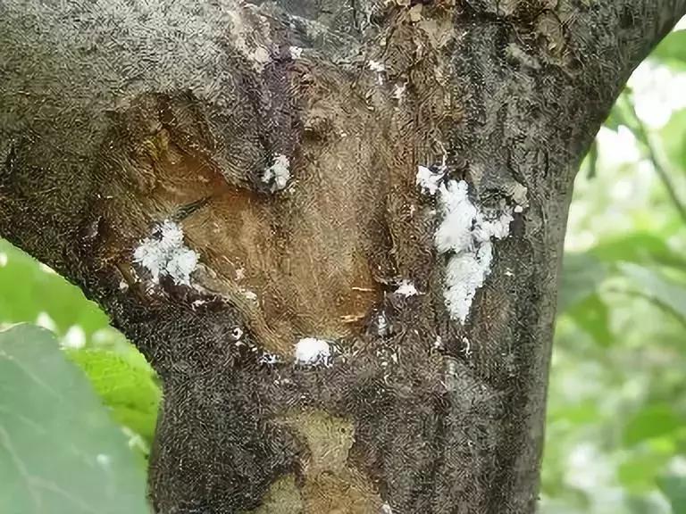 果树病虫害防治时间表,桃树休眠期病虫害防治