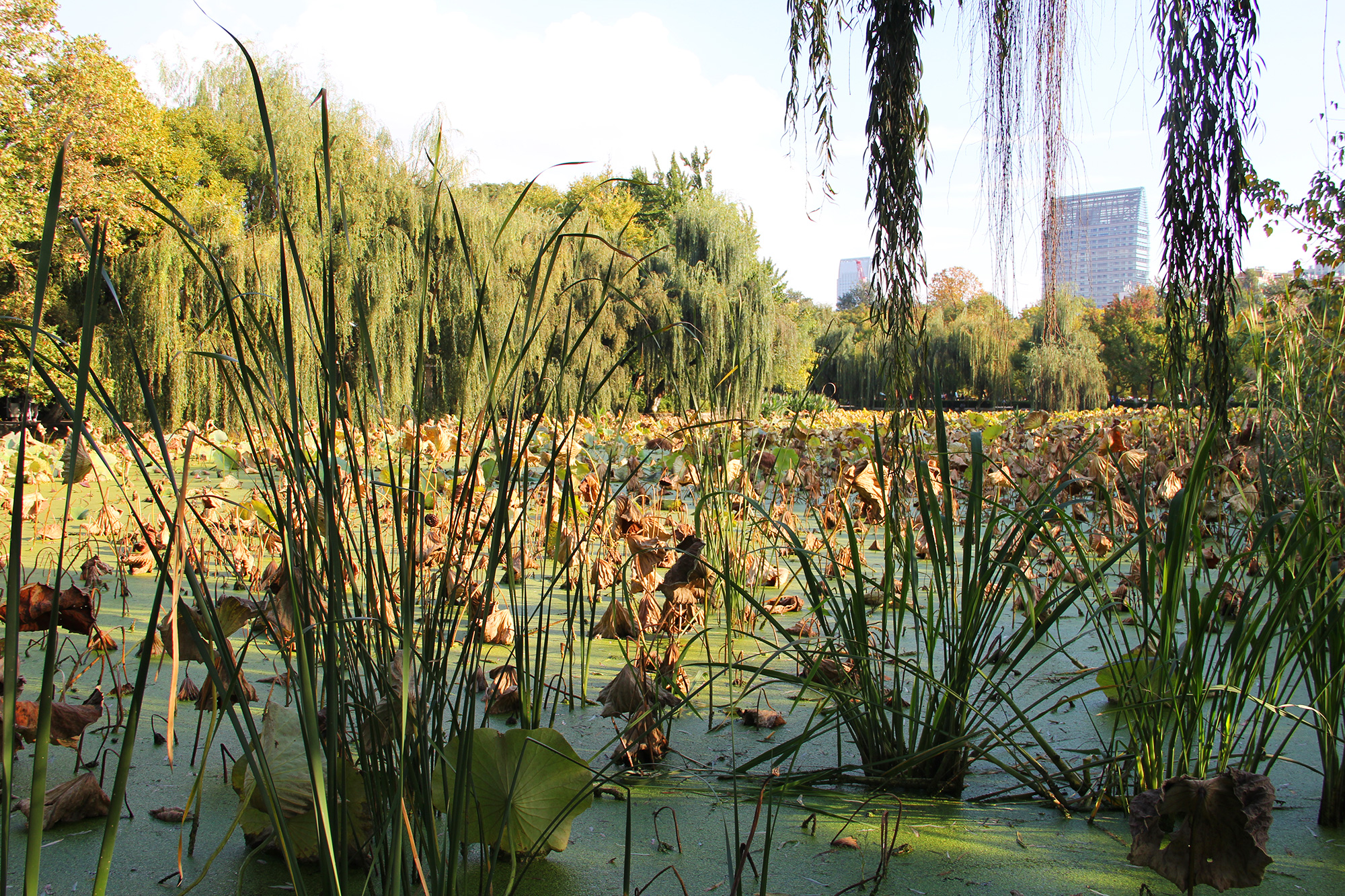 昆明翠湖公园照片,昆明翠湖公园简介资料