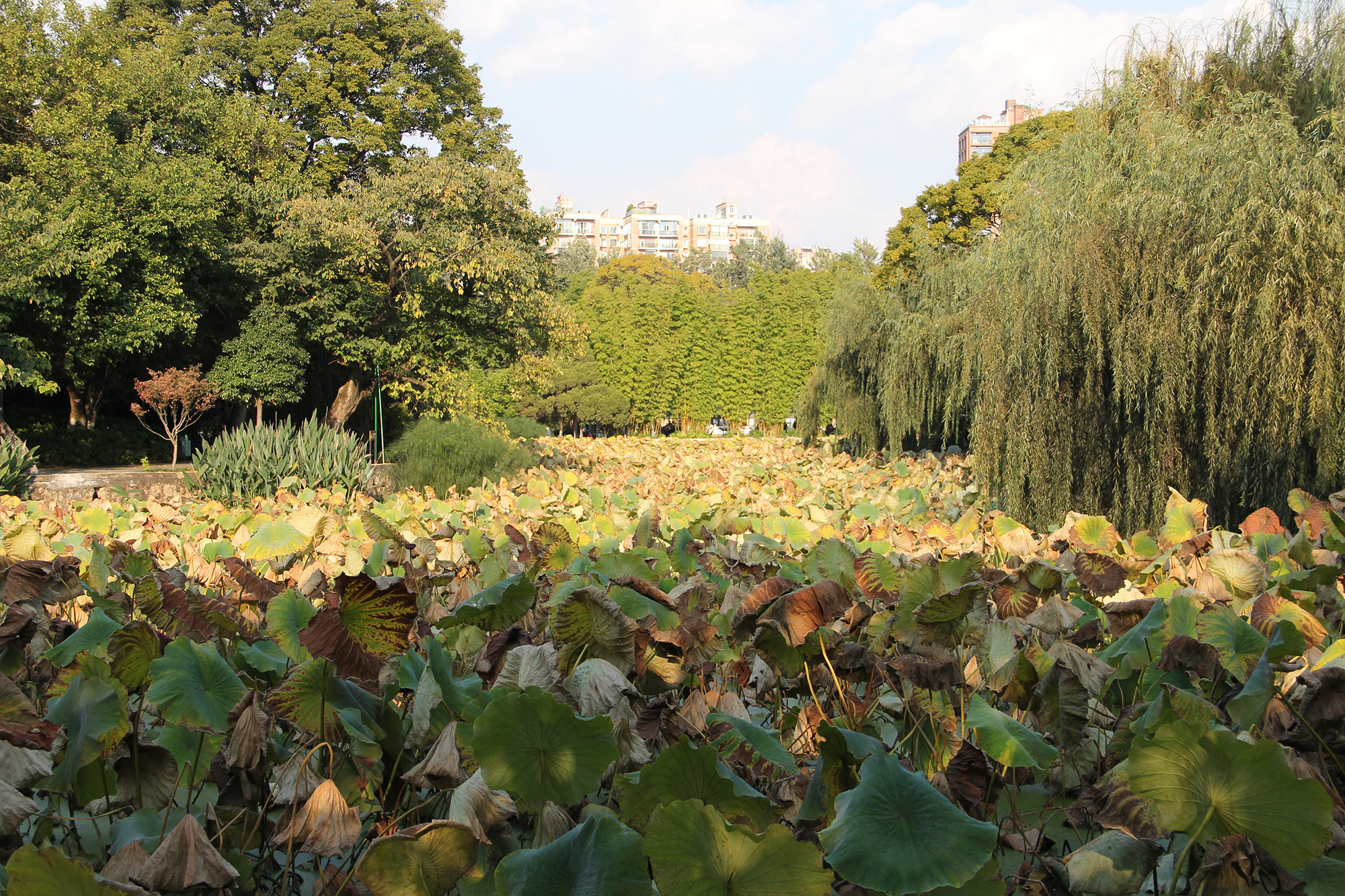 翠湖公园昆明最大的公园,翠湖公园是昆明哪个区