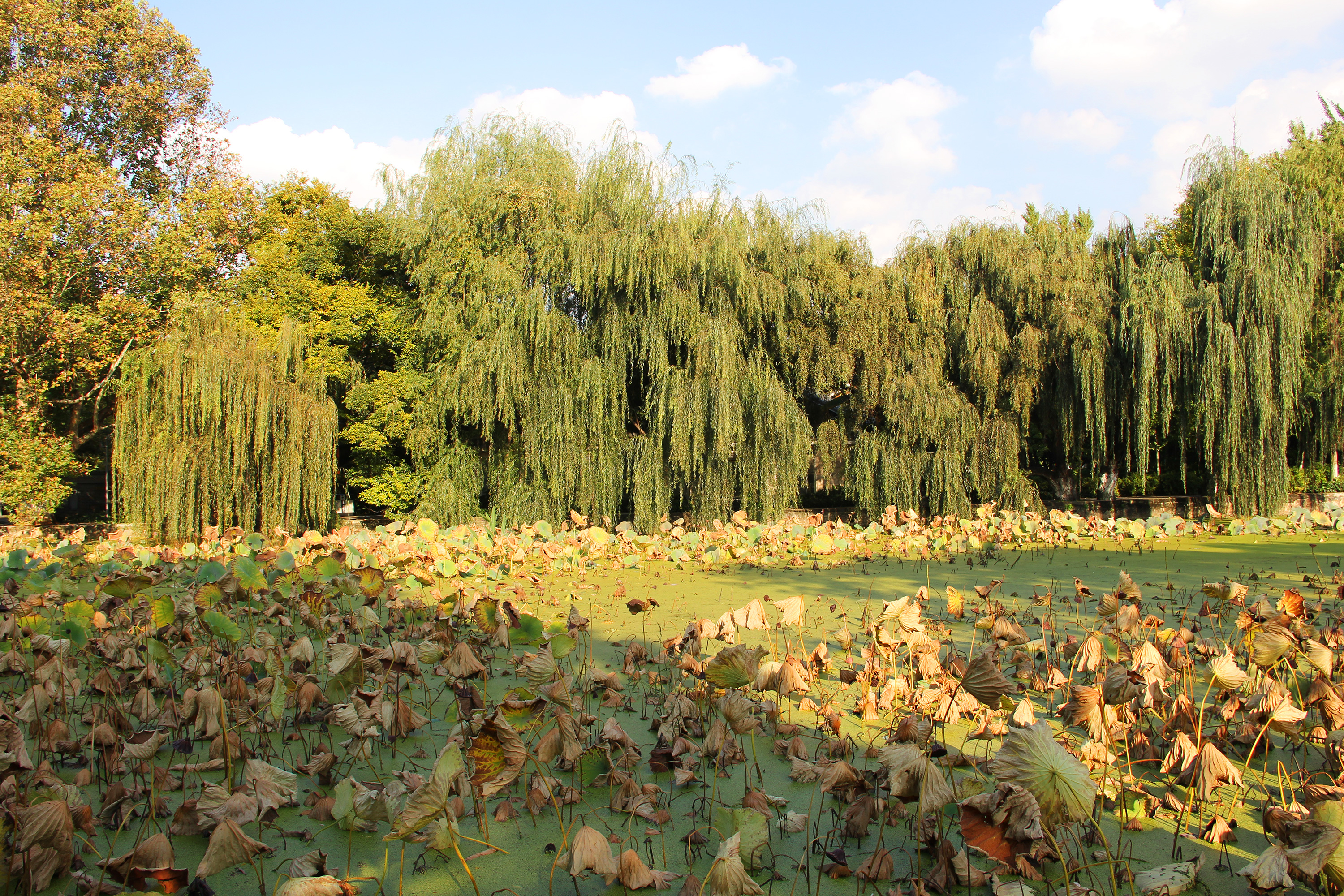 翠湖公园昆明最大的公园,翠湖公园是昆明哪个区