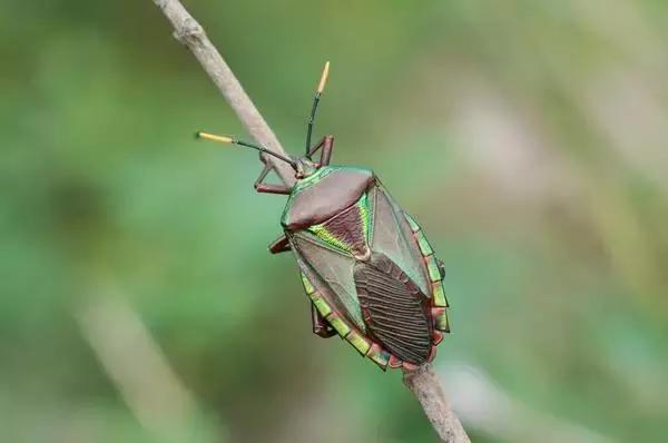 农田常见昆虫图鉴大全,常见田间昆虫100种