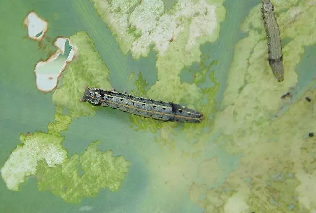 农田常见昆虫图鉴大全,常见田间昆虫100种