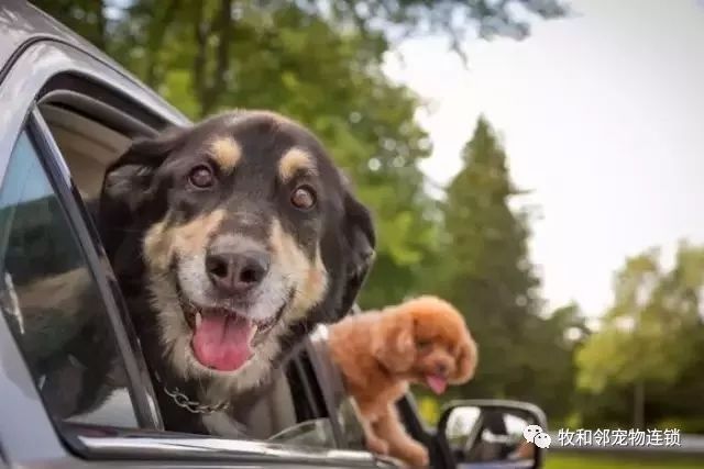 狗狗晕车怎么办最有效方法,养狗如何防止狗狗咬人