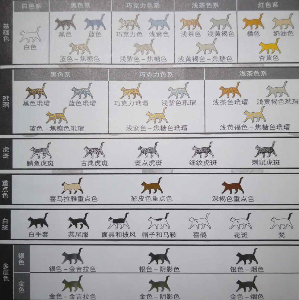 猫咪全身照片,猫咪身体各种形状图片