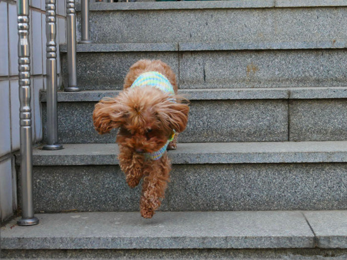 泰迪拒食,泰迪挑食不吃狗粮怎么办呢