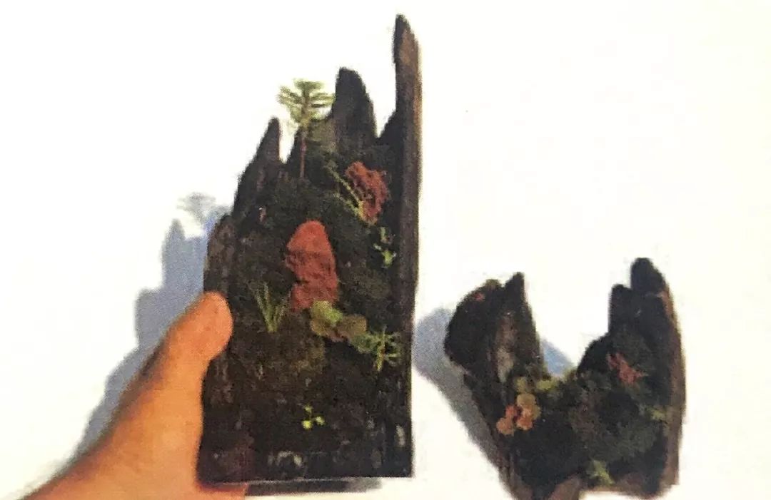 盆景十二技法图片讲解榕树,盆景十二技一法口诀