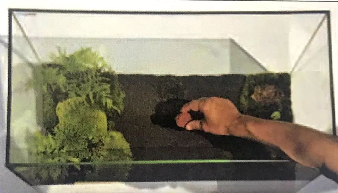 盆景十二技法图片讲解榕树,盆景十二技一法口诀