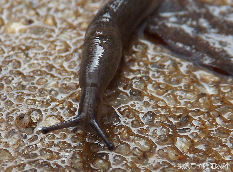 专杀蟑螂的药,动物专杀特效药