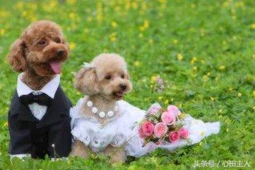 常见的几种家养狗狗,亳州正宗泰迪犬种有哪些