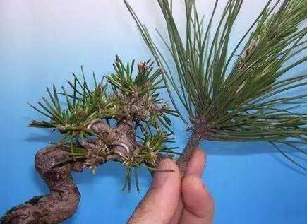 黑松盆景的栽培与养护,黑松盆景养护管理方法