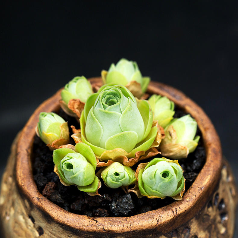 露养的多肉秋天经常下雨怎么办,多肉秋天水很足了冬季叶片会蔫