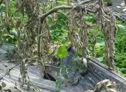 夏秋番茄病害图片大全,冬春大棚番茄病害怎么防治