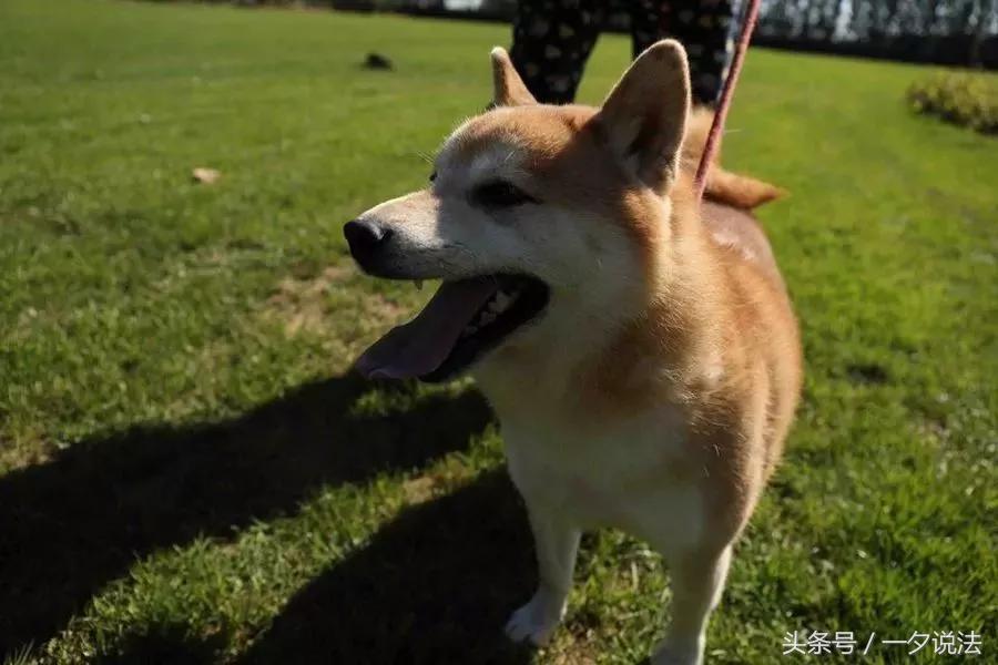 法院拍卖柴犬,司法拍卖柴犬最新消息