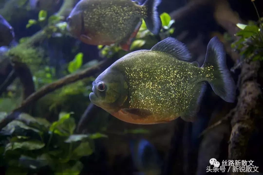 老板、局长、作家的鱼缸，养的鱼各有什么不同