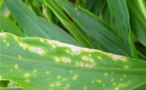 生姜病虫害发病症状,防止生姜发病和虫害用什么药