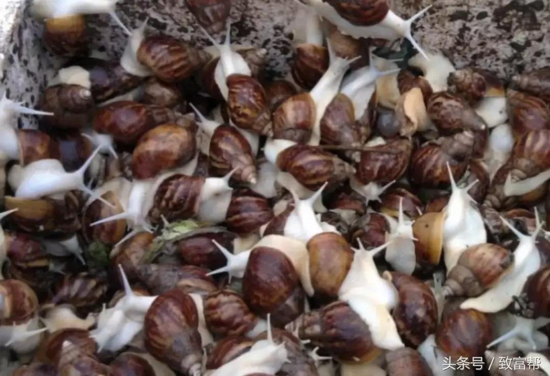 白玉蜗牛养殖成本与利润有多少呢,养殖白玉蜗牛挣钱吗知乎