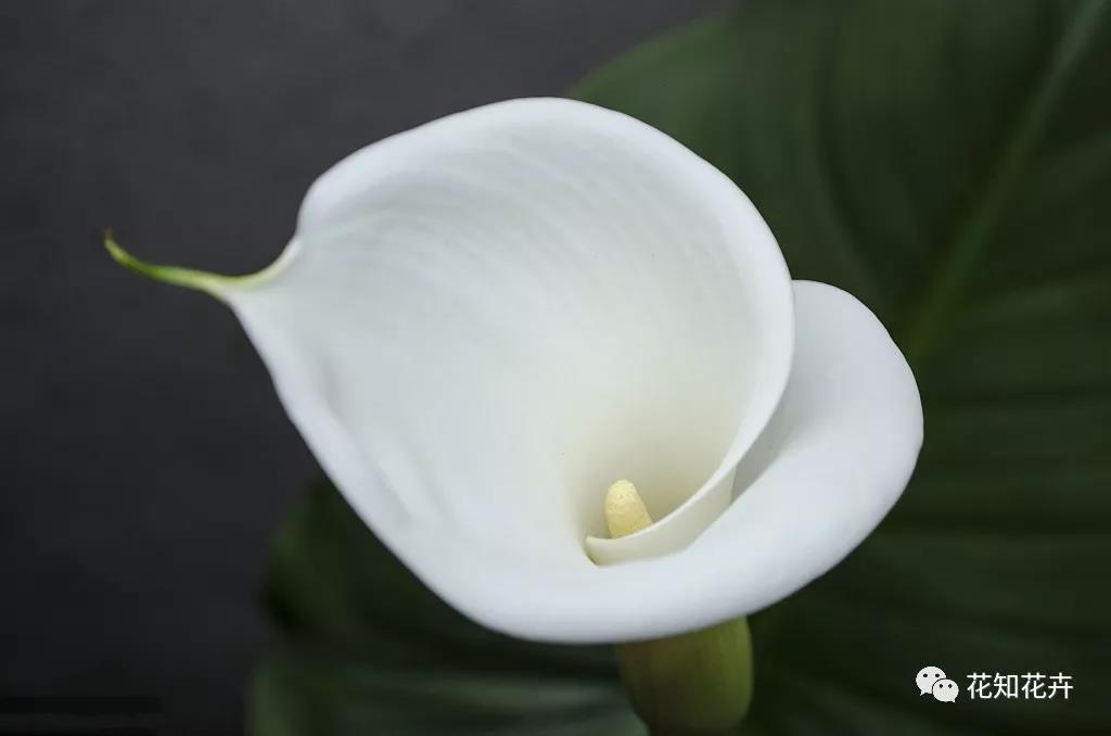 马蹄莲和海芋哪个贵,海芋和马蹄莲区别是什么