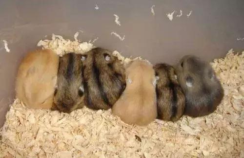 养仓鼠要陪仓鼠做什么准备,新手养仓鼠怎么让仓鼠上手不咬人