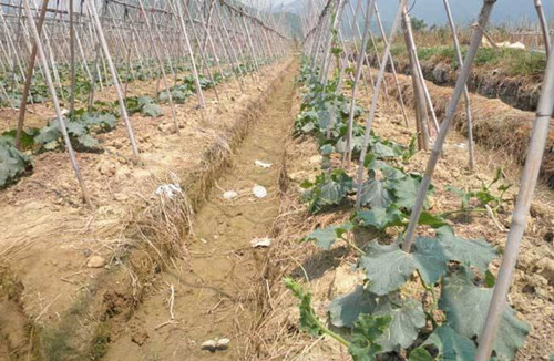 冬瓜裂开了原版视频,冬瓜后期开裂是什么原因