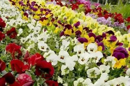 什么花朵的花语是救赎的花语,花语大全花的数量