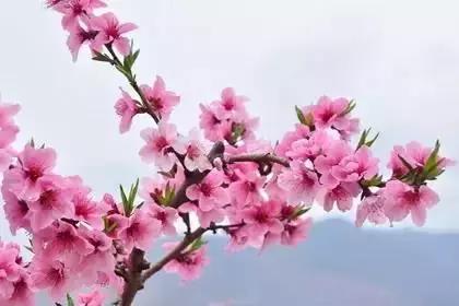 什么花朵的花语是救赎的花语,花语大全花的数量