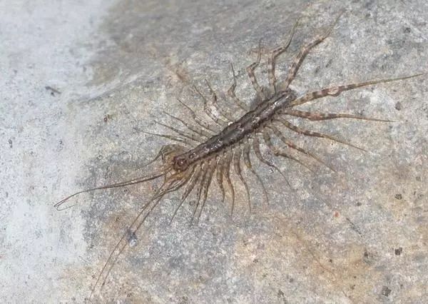 农村最怕哪三种虫,农村家中常见的虫