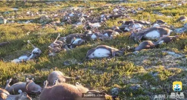 被雷劈是种什么样的体验？看完简直身受同感
