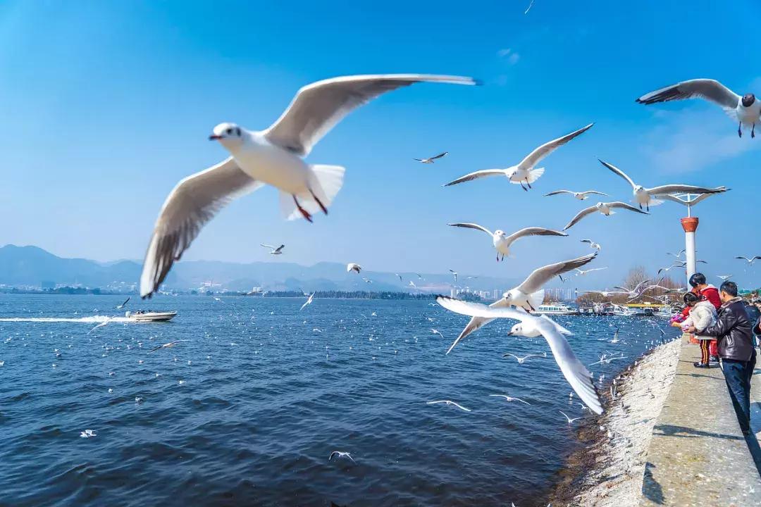 昆明市好消息,云南昆明好消息