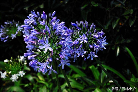 10种超美的紫红色花,十种最漂亮的深紫色花