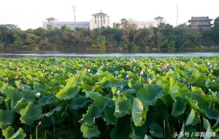 张国鹏钧瓷,张国鹏素描