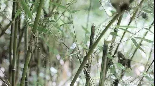 西工大黑科技丨一片竹叶,让他们做出了“飞机贴膜”