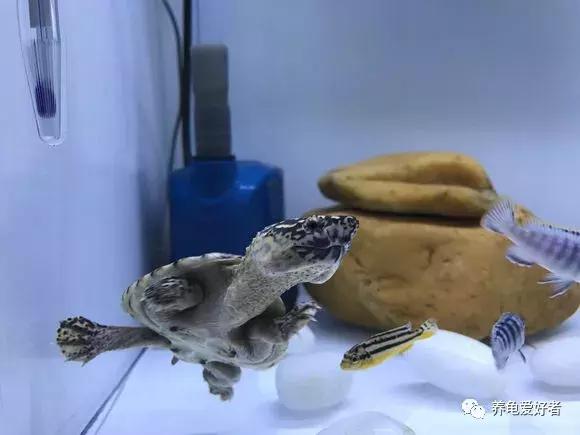 龟突然死亡是怎么回事,龟突然死了