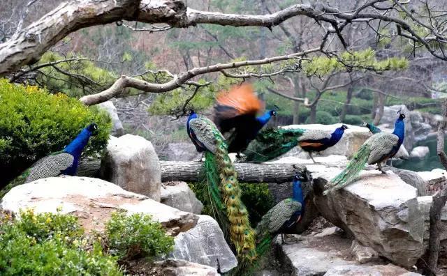 济南红叶谷在济南什么位置,山东济南红叶谷秋色