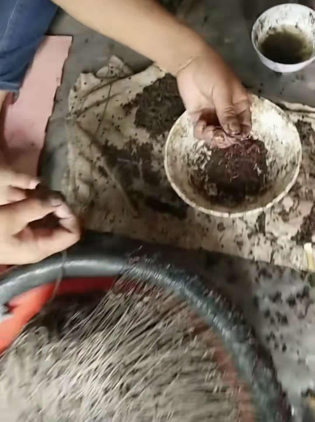 诱捕甲鱼的方法,诱捕野生甲鱼的最快方法视频