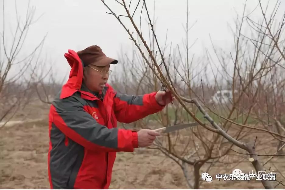 怎样让核桃快速发芽,如何使核桃树快速进入盛果期