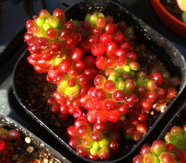 红色多肉怎样让它越来越红,红色浆果多肉一碰就掉叶子