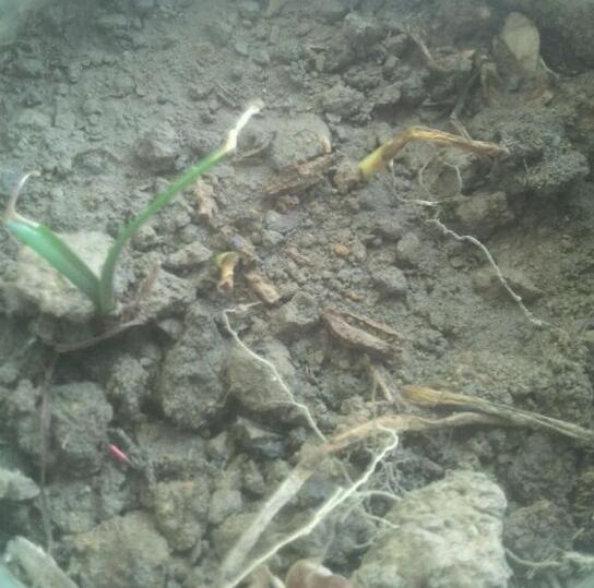 刚买来的球根马蹄莲的养殖方法,马蹄莲烂了的球根修剪后晾多久