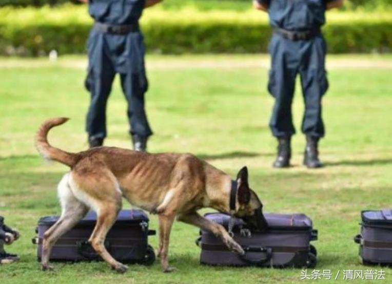 法治时评|“救助”还是“盗窃”?夫妻带走放风警犬被问罪应经得起追问!
