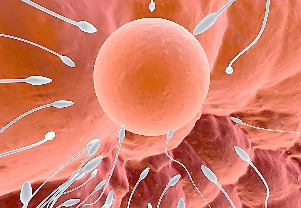 精子与卵子什么情况下才会结合,男性精子和卵子能一起存活吗