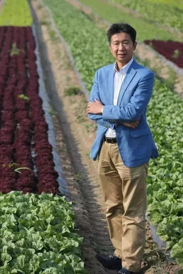 无土栽培在蔬菜方面的国外现状,现代农业蔬菜无土栽培