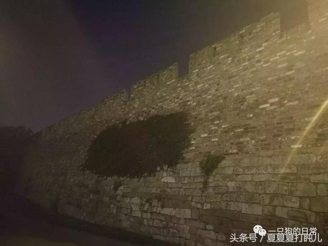 一只狗的旅游记,一只狗去洛阳旅游