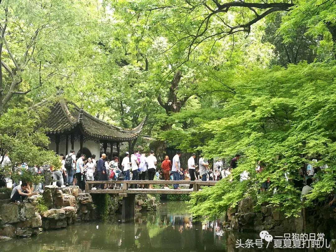 一只狗的旅游记,一只狗去洛阳旅游