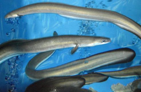 女子怀孕4个月遭丈夫打报警后续,老婆怀孕4个月突然见红